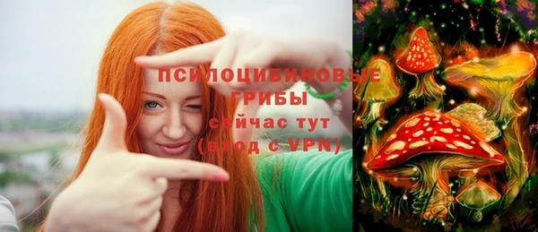 стаф Новокубанск